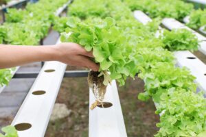 Hydroponic Systems