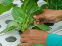 Intek Article in Vertical Farm Daily: Sustainable Solutions for the Future of Farming